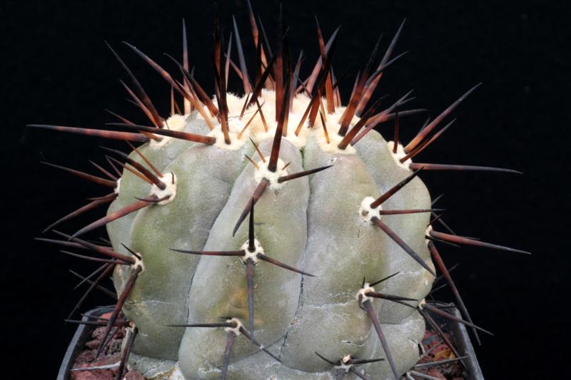 Copiapoa cinerea 