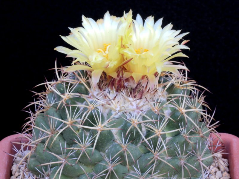 coryphantha pycnacantha