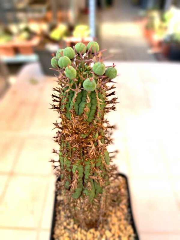 euphorbia stellaespina