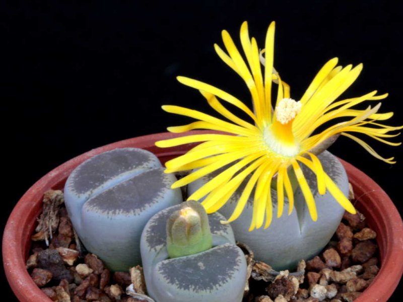 lithops lesliei v. venteri