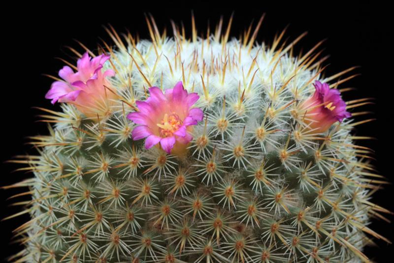 Mammillaria aff. conspicua ROG 351