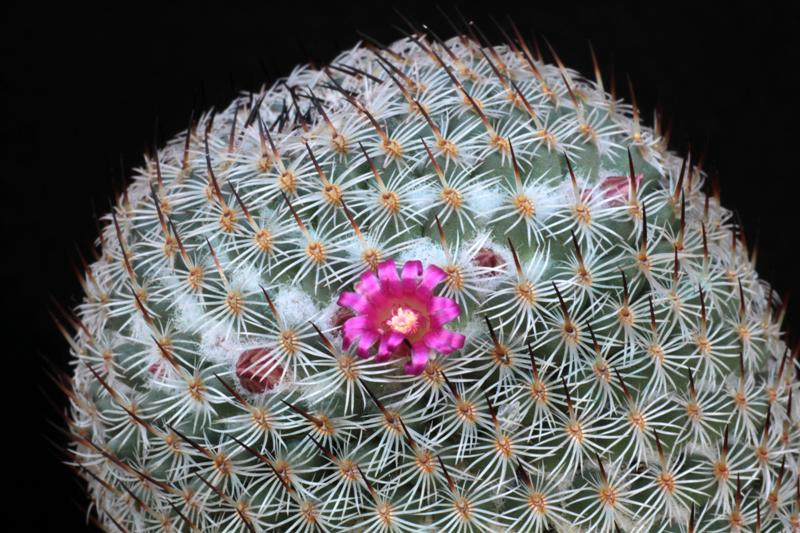 Mammillaria haageana ssp. elegans 