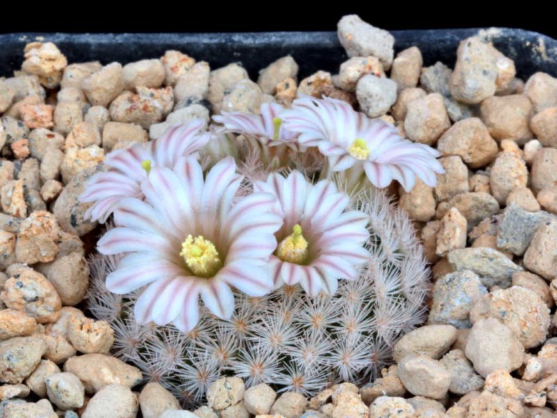 Mammillaria lasiacantha 