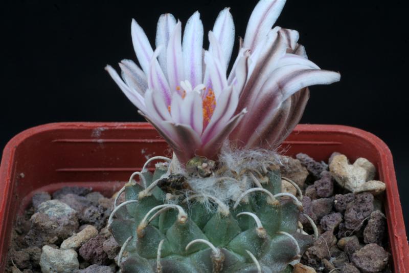 Turbinicarpus schmiedickeanus ssp. andersonii 