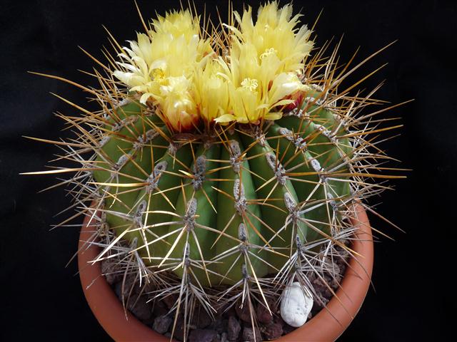 Ferocactus pottsii v. alamosanus 