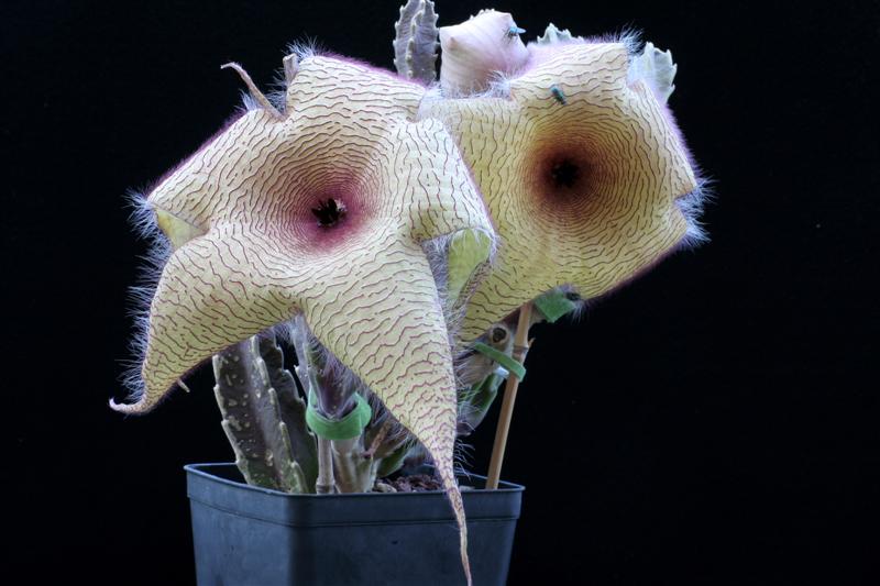 Stapelia gigantea 