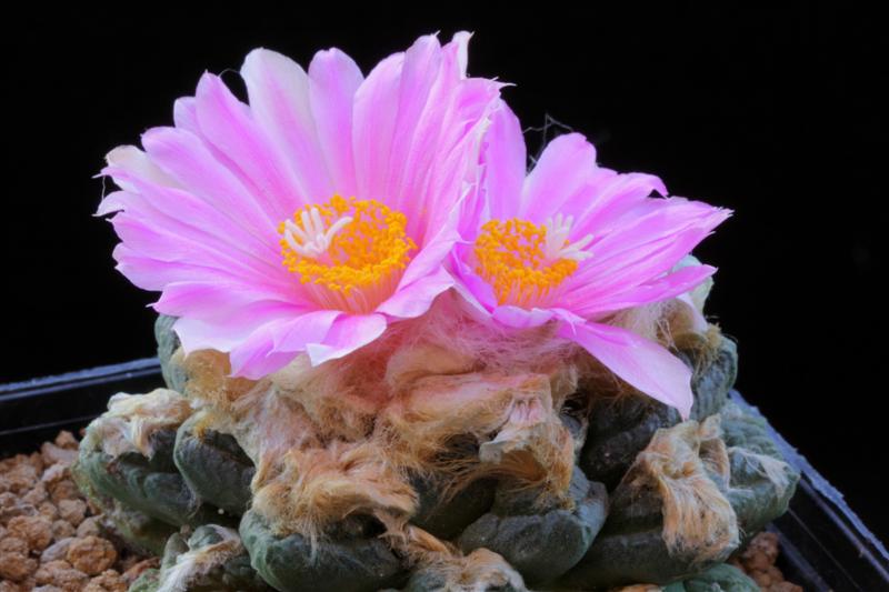 Ariocarpus fissuratus 