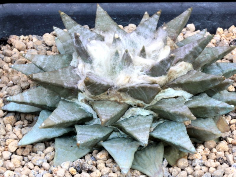 Ariocarpus retusus 