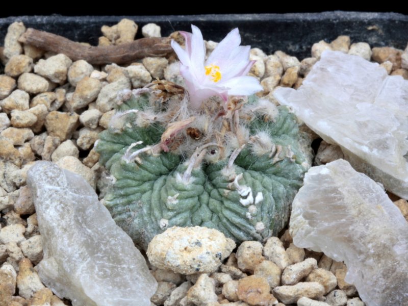 Aztekium ritteri 