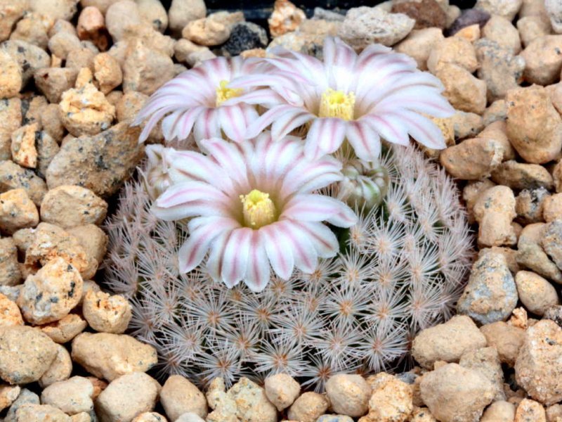 Mammillaria lasiacantha 