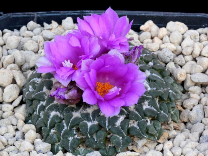ariocarpus kotschoubeyanus ssp. sladkovskyi
