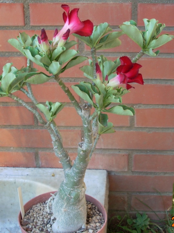 Adenium obesum 
