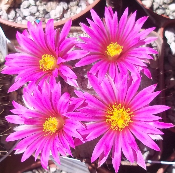 Mammillaria guelzowiana v. robustior 