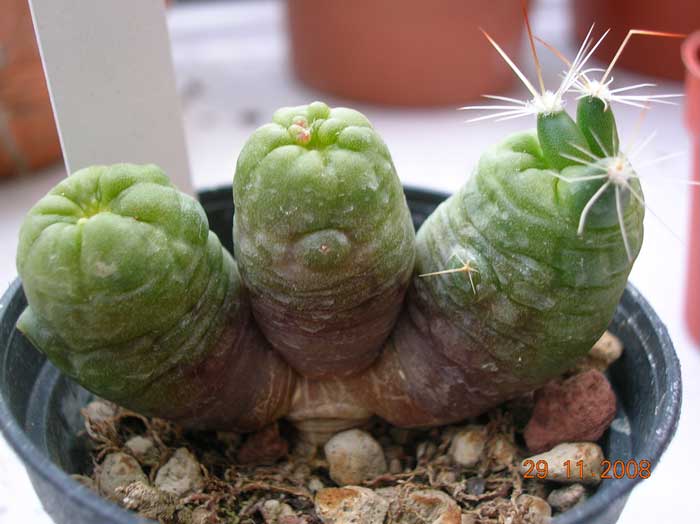 Mammillaria bocasana f. monstruosa 