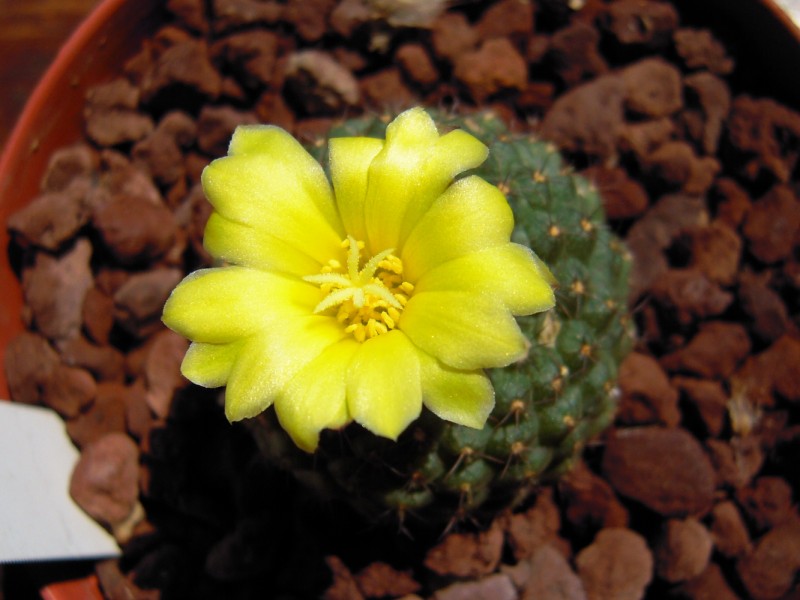 Frailea pygmaea 