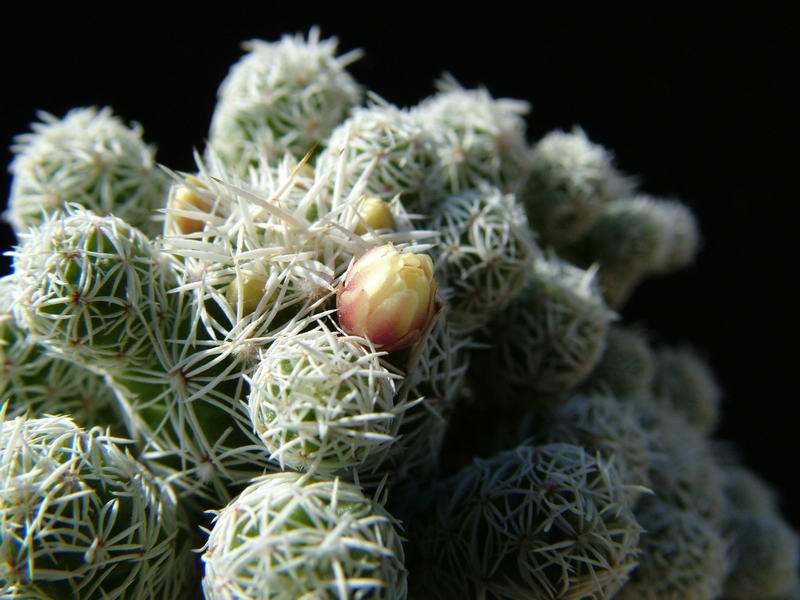 Mammillaria vetula ssp. gracilis 