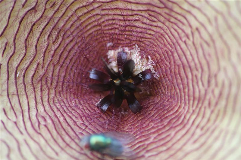 Stapelia gigantea 