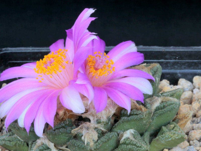 Ariocarpus bravoanus ssp. hintonii 