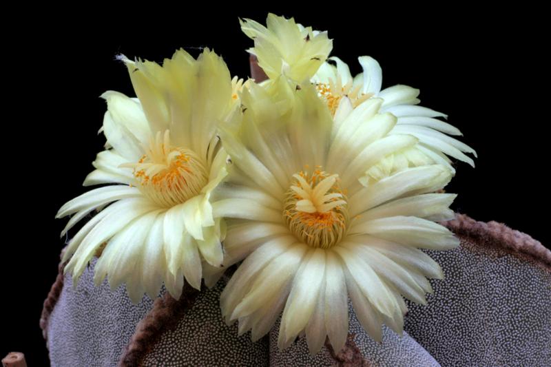 Astrophytum myriostigma v. columnare 