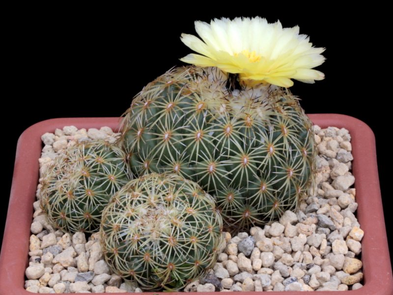 coryphantha pseudoradians