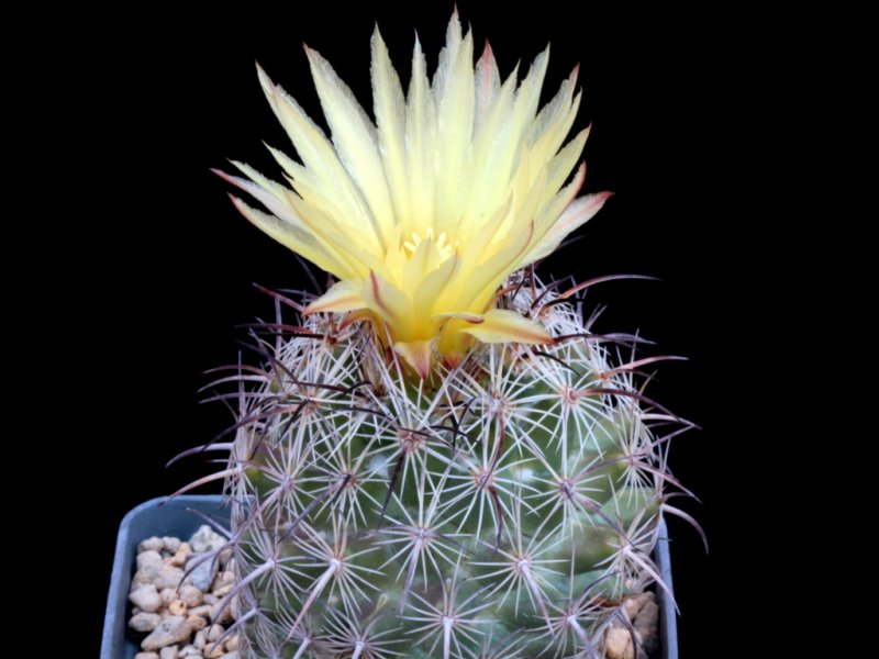 coryphantha werdermannii x tripugionacantha