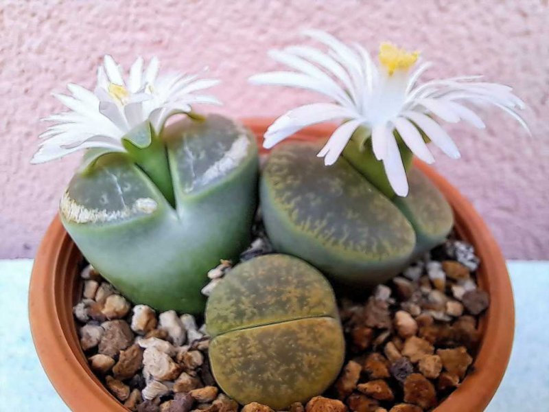 lithops lesliei v. lesliei albinica