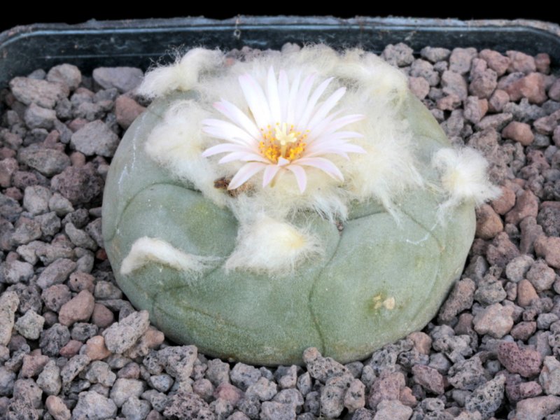 Lophophora diffusa 