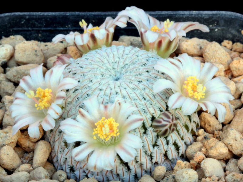 mammillaria pectinifera