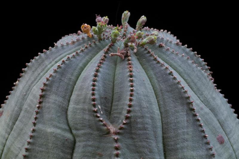 Euphorbia obesa 