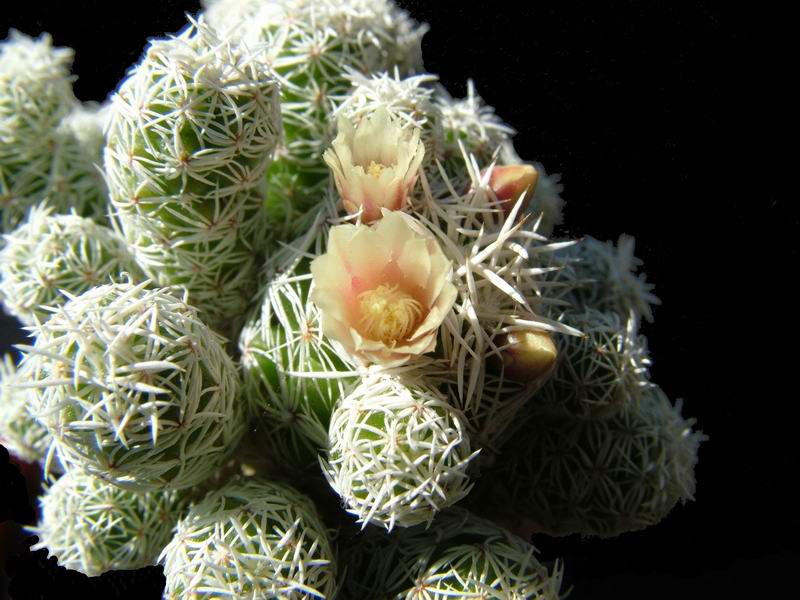 Mammillaria vetula ssp. gracilis 