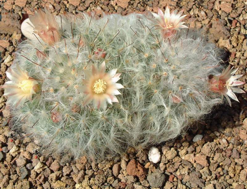 Mammillaria bocasana v. multilanata 