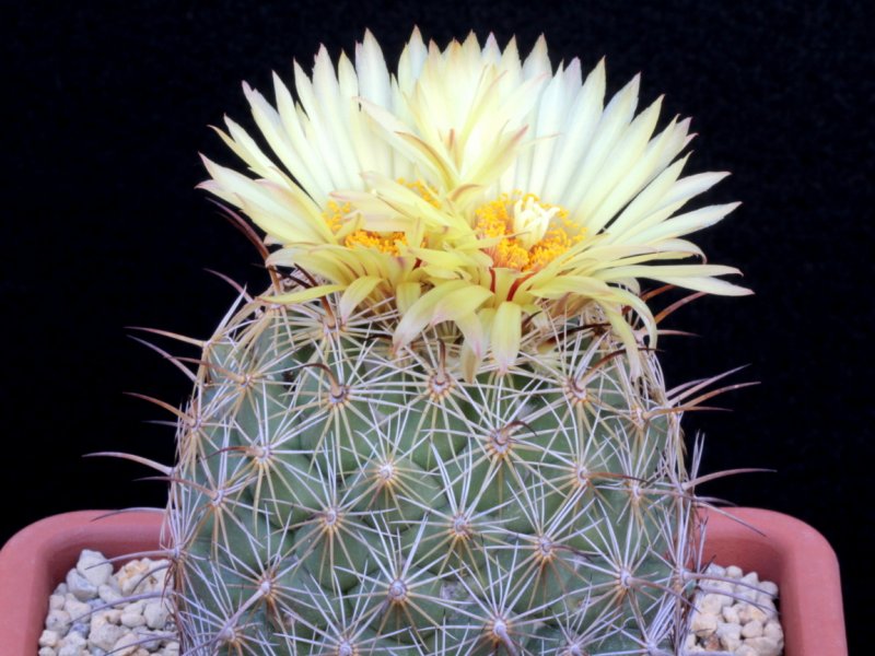 coryphantha pallida