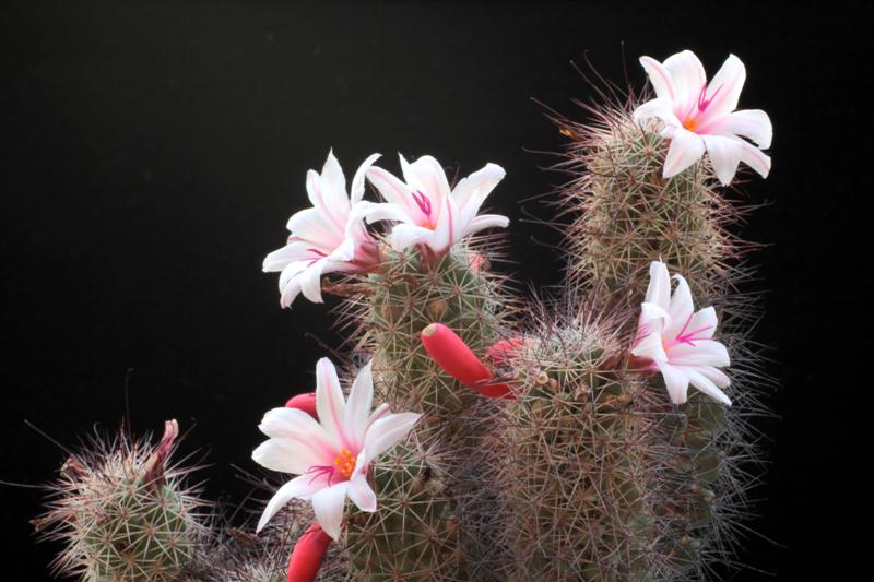 Mammillaria fraileana 