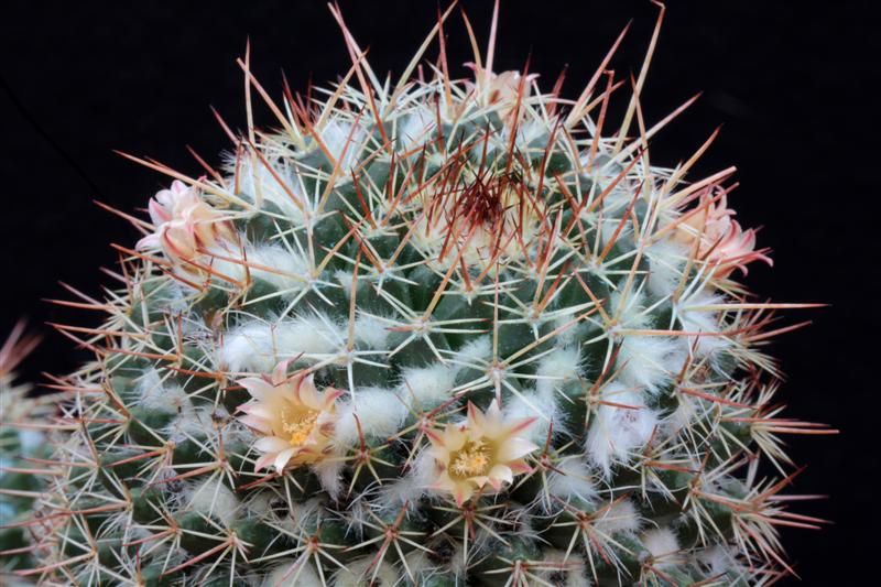 Mammillaria karwinskiana ssp. collinsii 