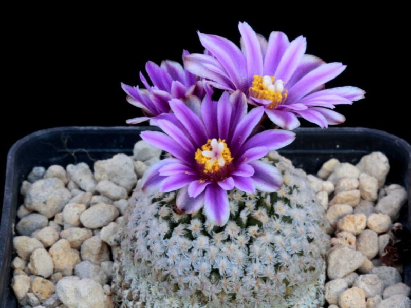 Turbinicarpus valdezianus 