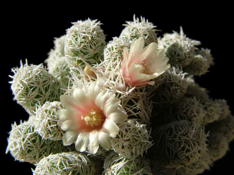 Mammillaria vetula ssp. gracilis 