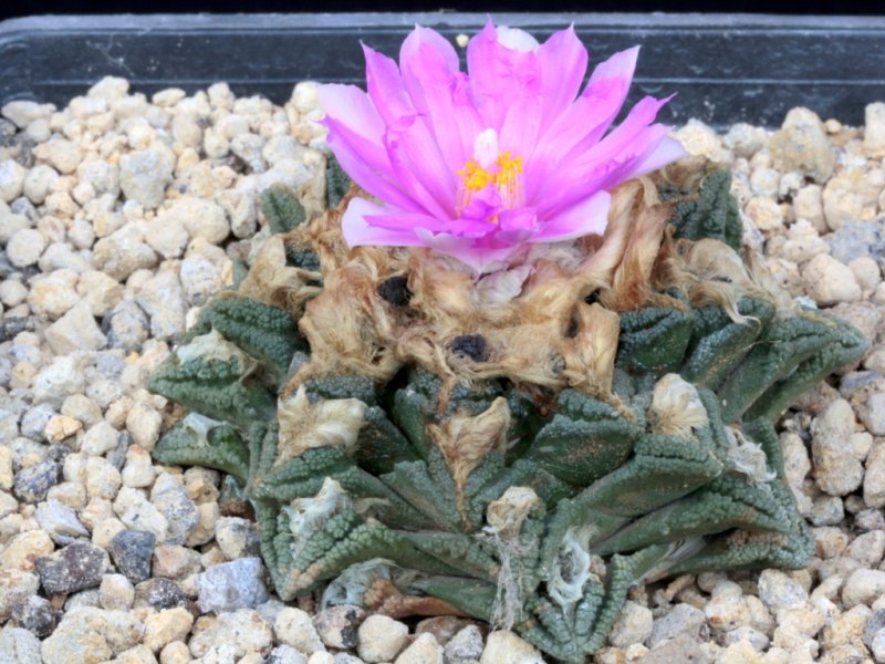 Ariocarpus bravoanus ssp. hintonii 