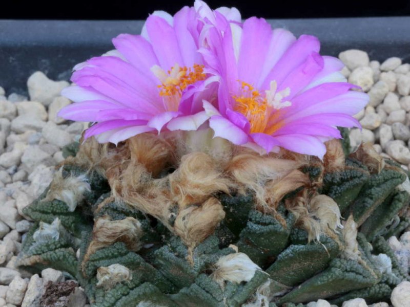 Ariocarpus bravoanus ssp. hintonii 