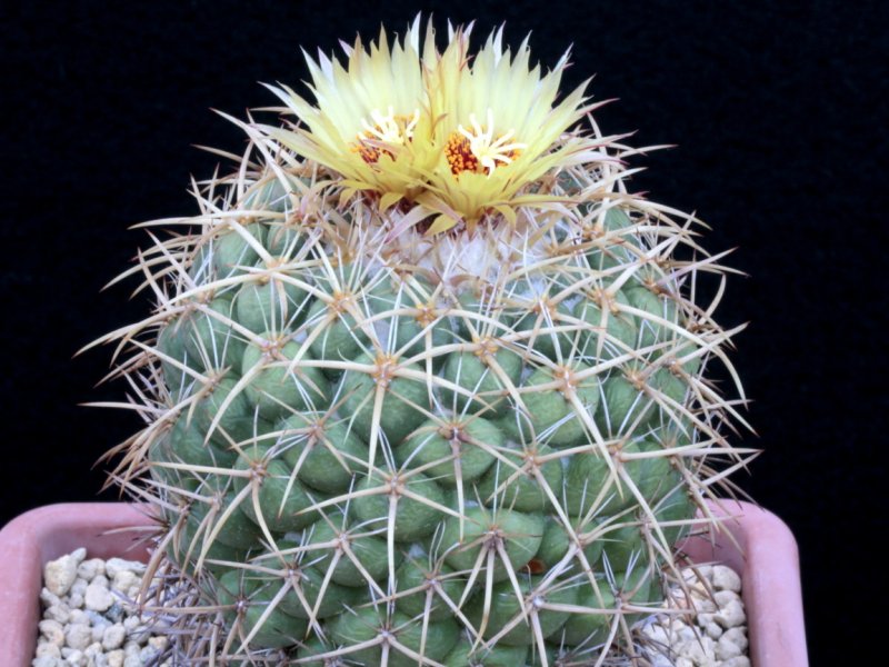 coryphantha elephantidens ssp. bumamma