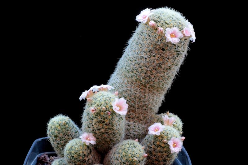 Mammillaria schiedeana ssp. giselae 