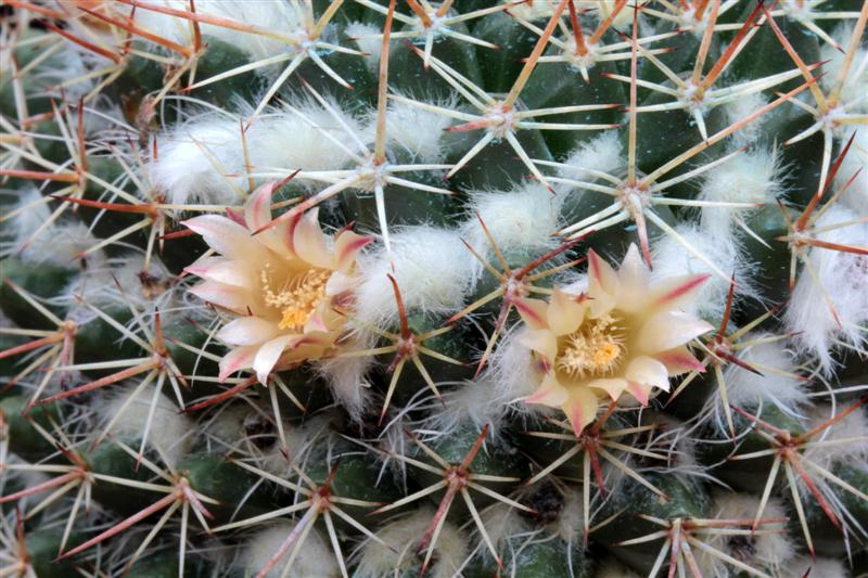 Mammillaria karwinskiana ssp. collinsii 