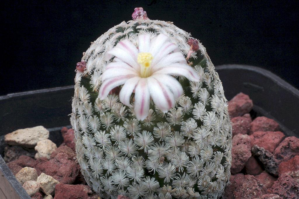 Mammillaria sanchez-mejoradae 