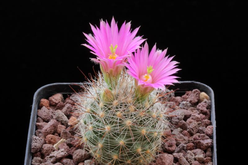 Mammillaria wrightii ssp. wilcoxii L 1079