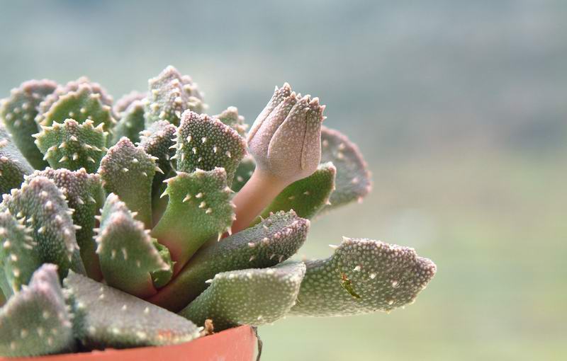 Aloinopsis setifera 