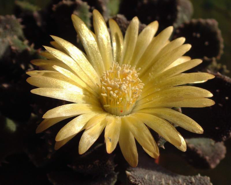 Aloinopsis setifera 