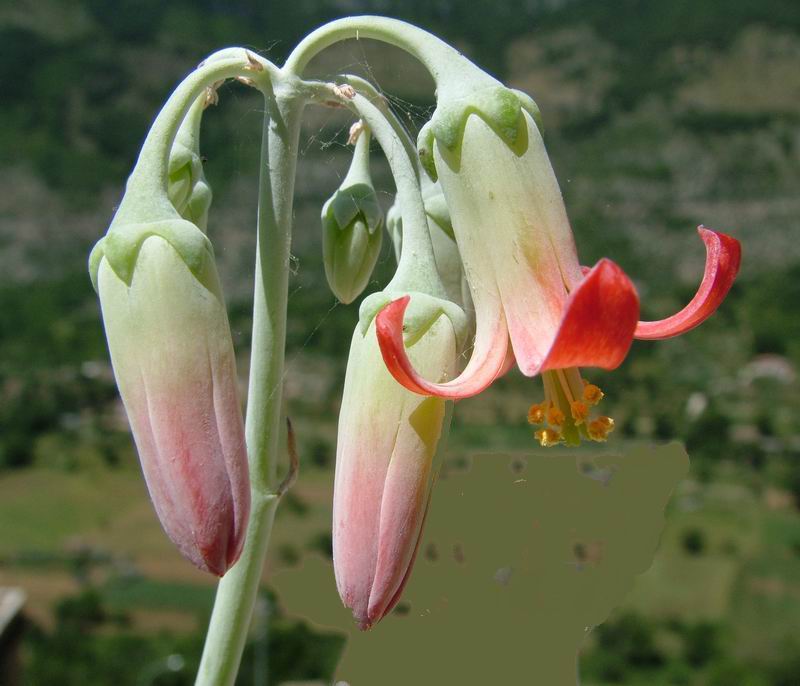 Cotyledon orbiculata 