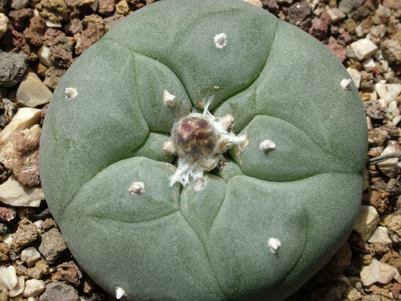 Lophophora williamsii 