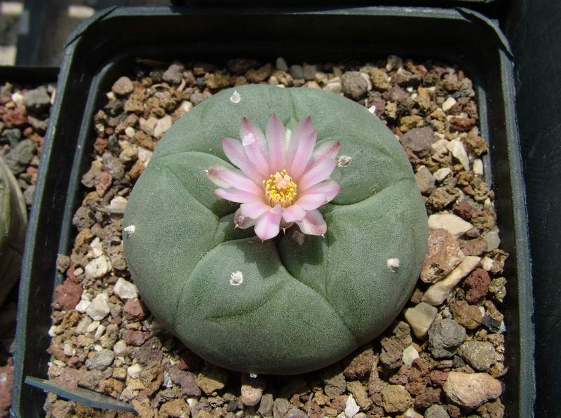 Lophophora williamsii 