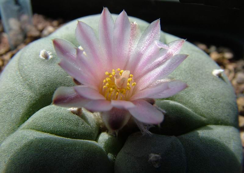 Lophophora williamsii 