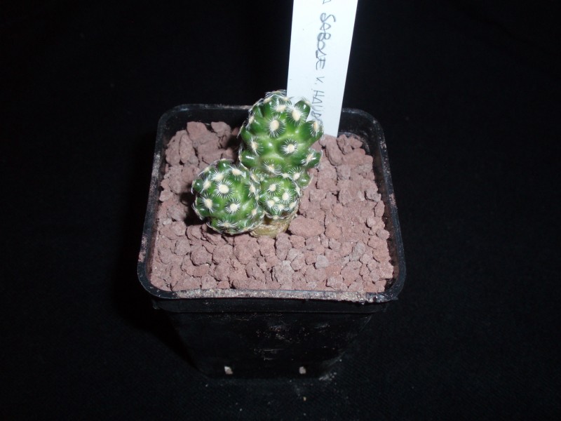 Mammillaria saboae ssp. haudeana L777